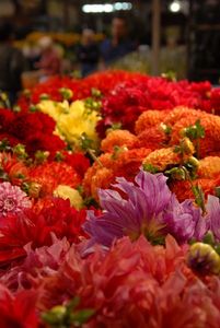 fleurs