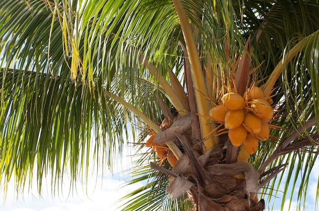 martinique_saint_pierre19