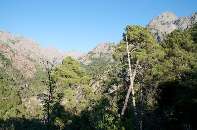 Forêt Bonifatu Figarella_10