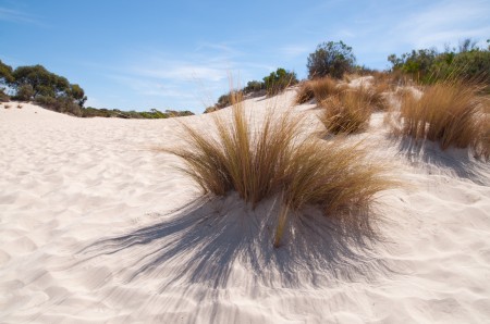 little_sahara_kangaroo_island_australie