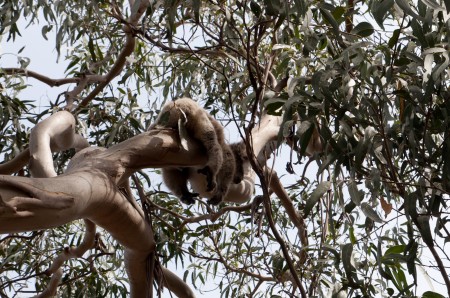 koala_kangaroo_island_australie_2