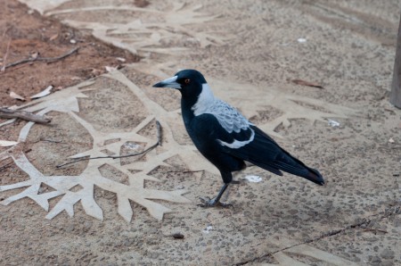 australian_magpie_kangaroo_island_australie