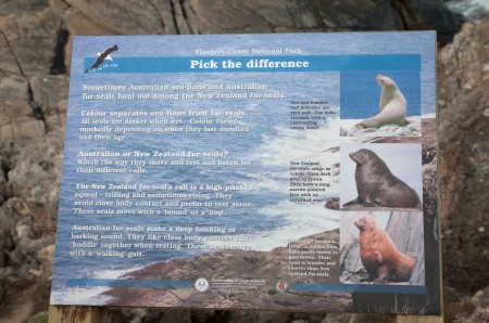 sea_lions_admirals_arch_kangaroo_island_australie_1