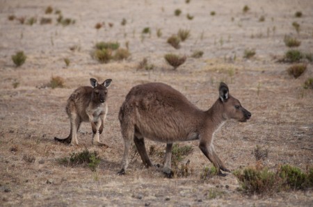 kangourous_kangaroo_island_australie_1