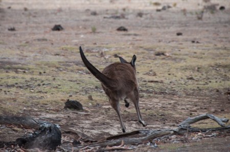 kangourous_kangaroo_island_australie_4