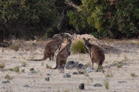 kangourous_kangaroo_island_australie_3