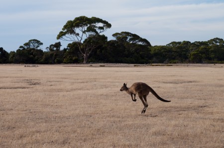 kangourous_kangaroo_island_australie_6