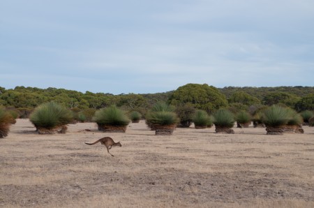 kangourous_kangaroo_island_australie_7