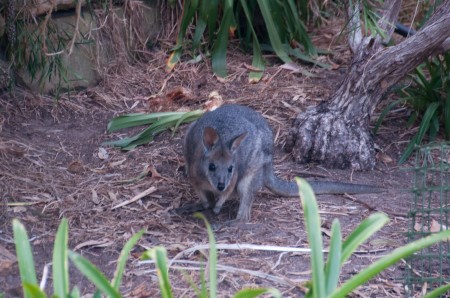 wallaby_kangaroo_island_australie