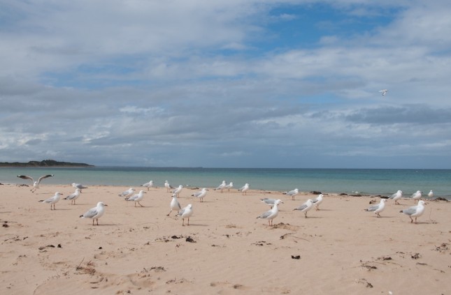 australie-great-ocean-road-torquay-1