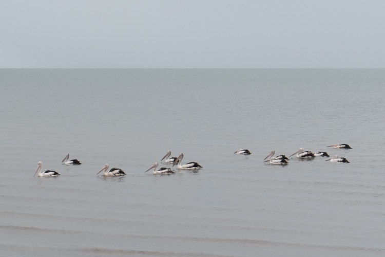australie-cairns-esplanade-1