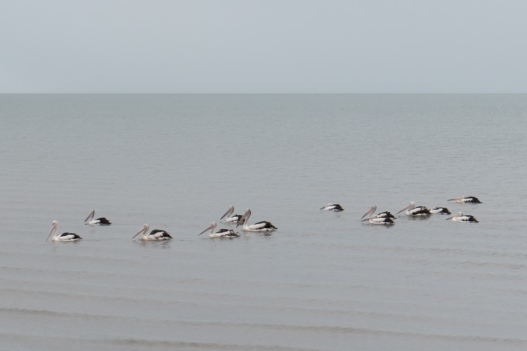 australie-cairns-esplanade-1