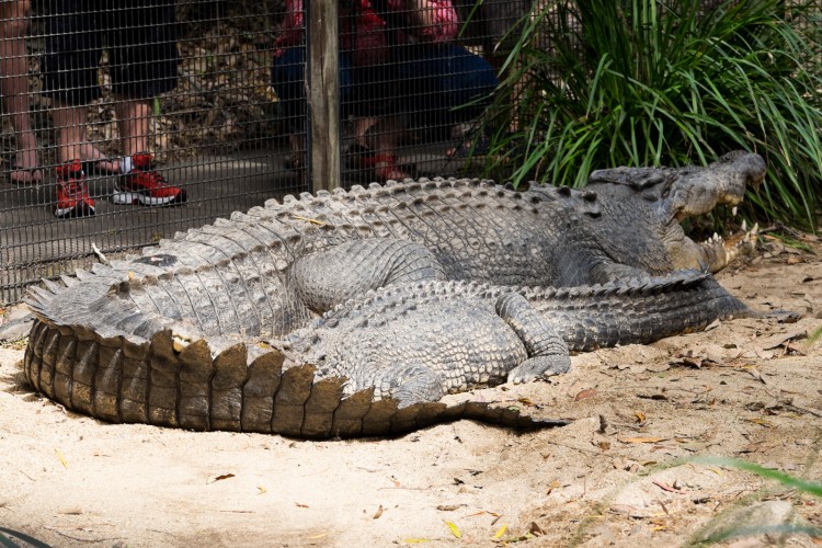 australie-crocodile-hartleys-11