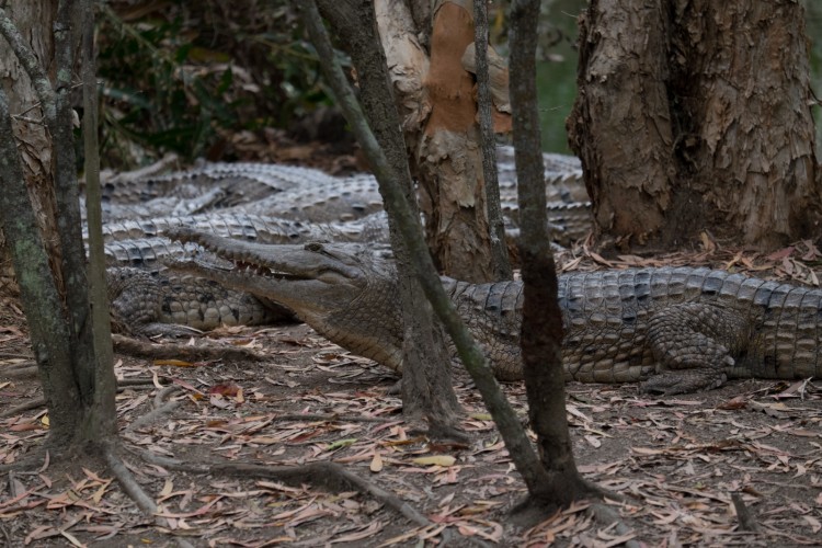 australie-crocodile-hartleys-13