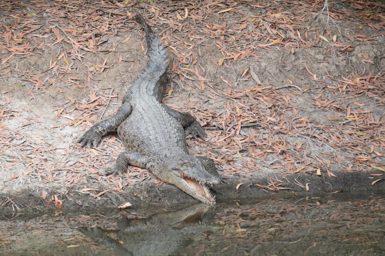 australie-crocodile-hartleys-4