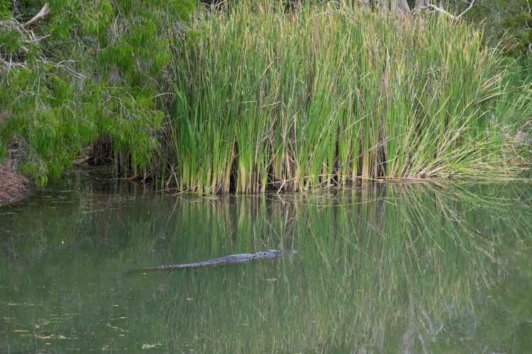 australie-crocodile-hartleys-5
