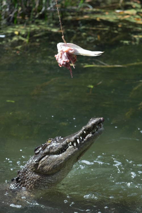 australie-crocodile-hartleys-6