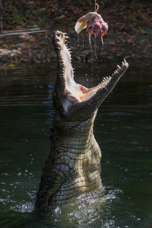 australie-crocodile-hartleys-7