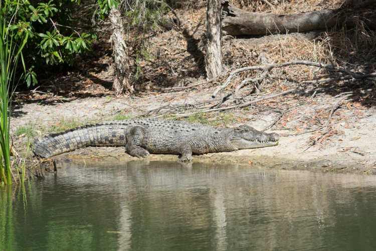 australie-crocodile-hartleys-9