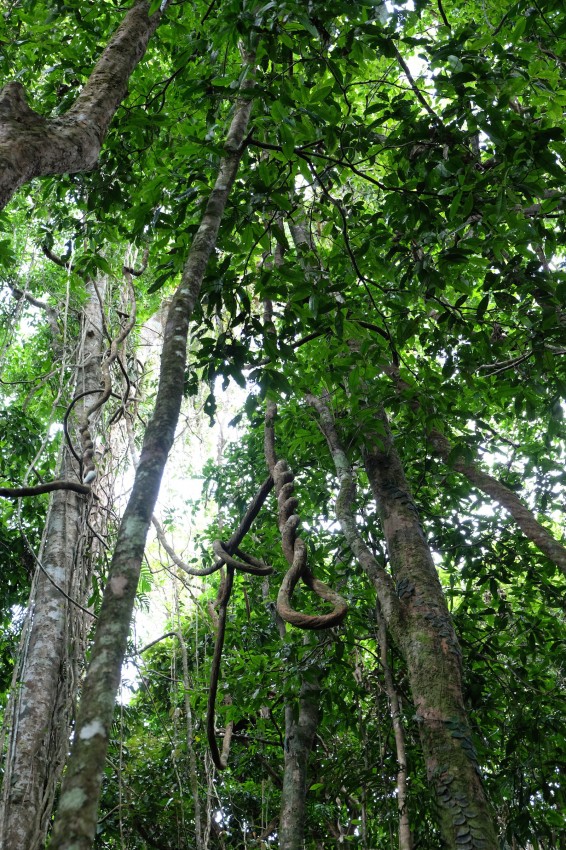 australie-mossman-gorge-11