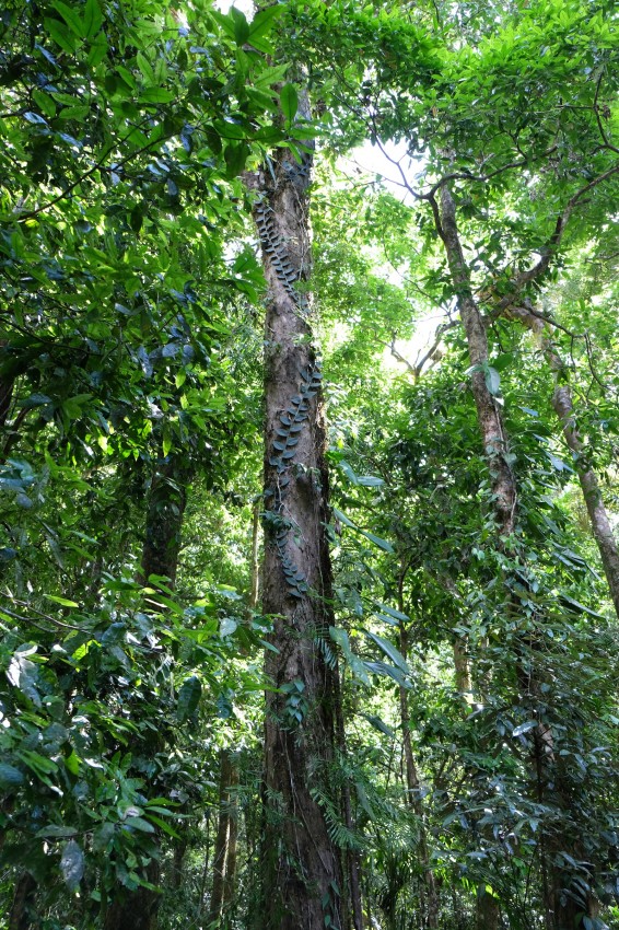 australie-mossman-gorge-25