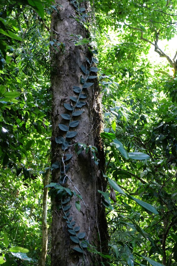 australie-mossman-gorge-26