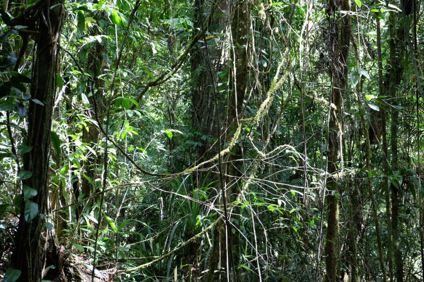 australie-mossman-gorge-28