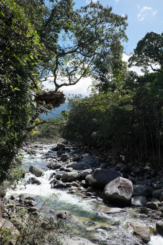 australie-mossman-gorge-29