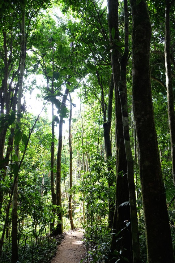 australie-mossman-gorge-3