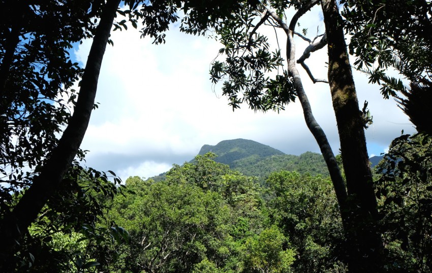 australie-mossman-gorge-33