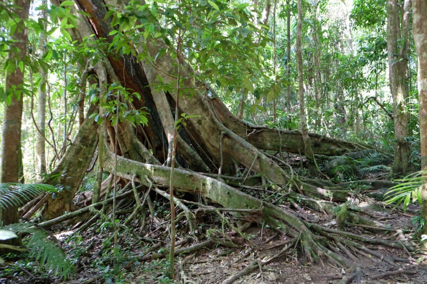 australie-mossman-gorge-35