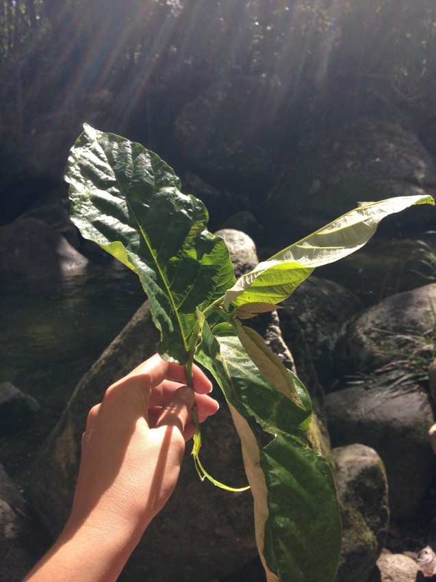 australie-mossman-gorge-39