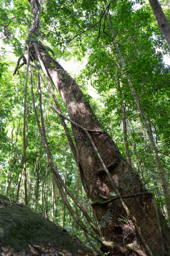 australie-mossman-gorge-8