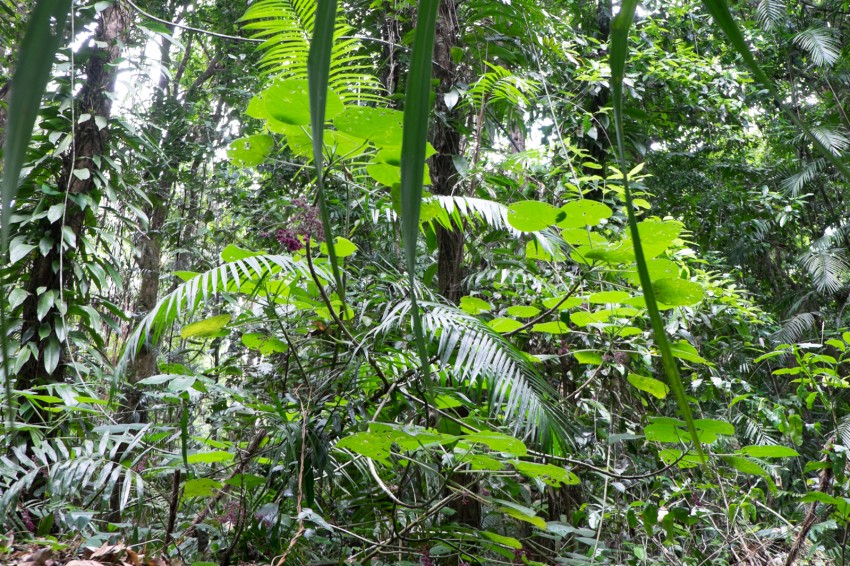 australie-mossman-gorge-9