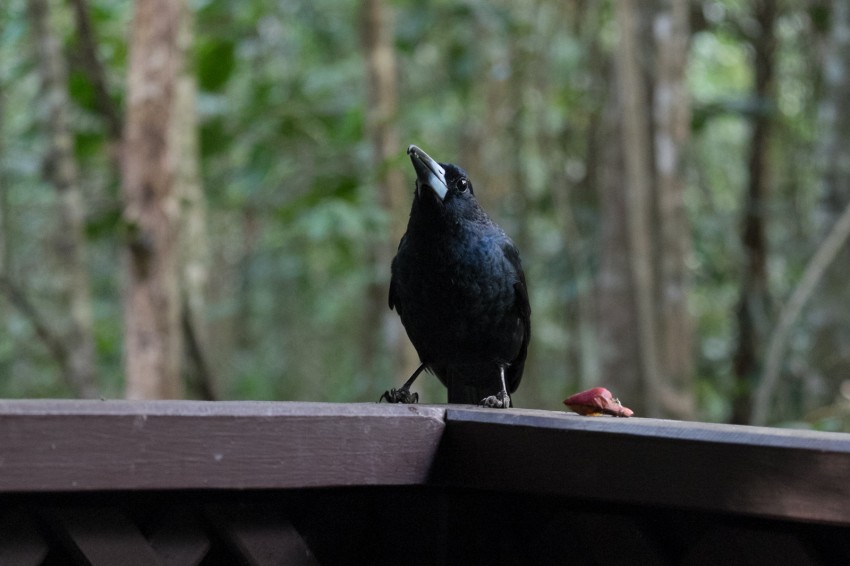 australie-queensland-atherton-tablelands-black-butcherbird