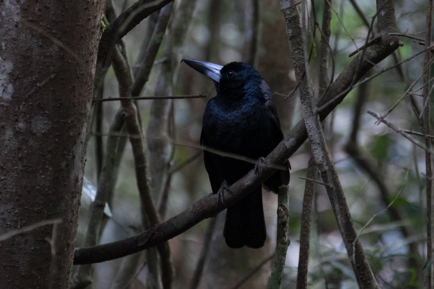 australie-queensland-atherton-tablelands-black-butcherbird