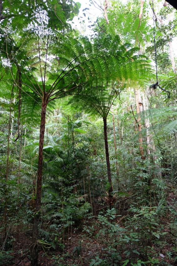 australie-queensland-atherton-tablelands-chambers-wildlife-rainforest-lodges