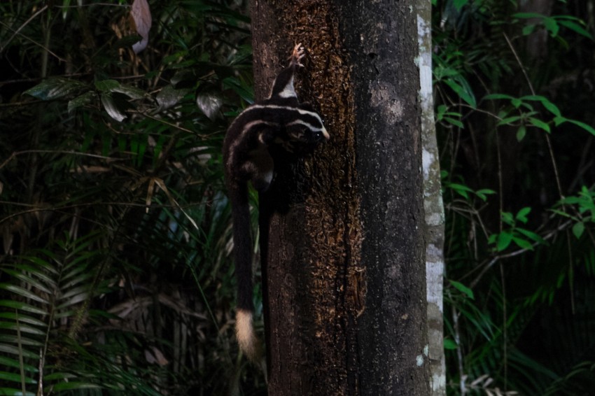 australie-queensland-atherton-tablelands-chambers-wildlife-rainforest-lodges-striped-possum