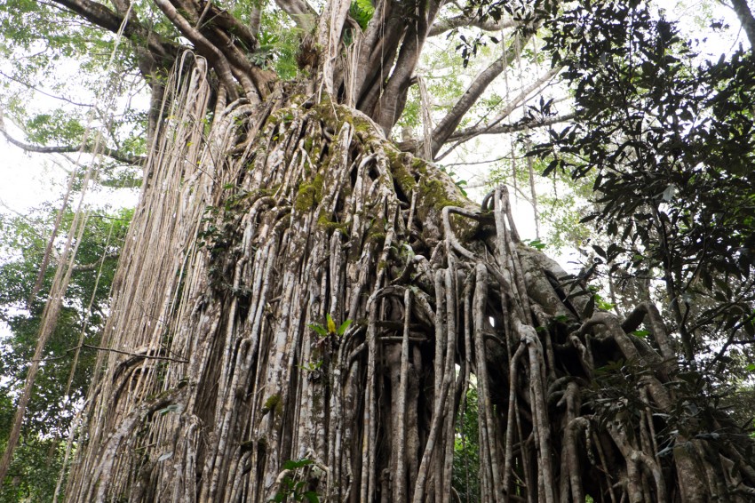 australie-queensland-atherton-tablelands-curtain-figtree