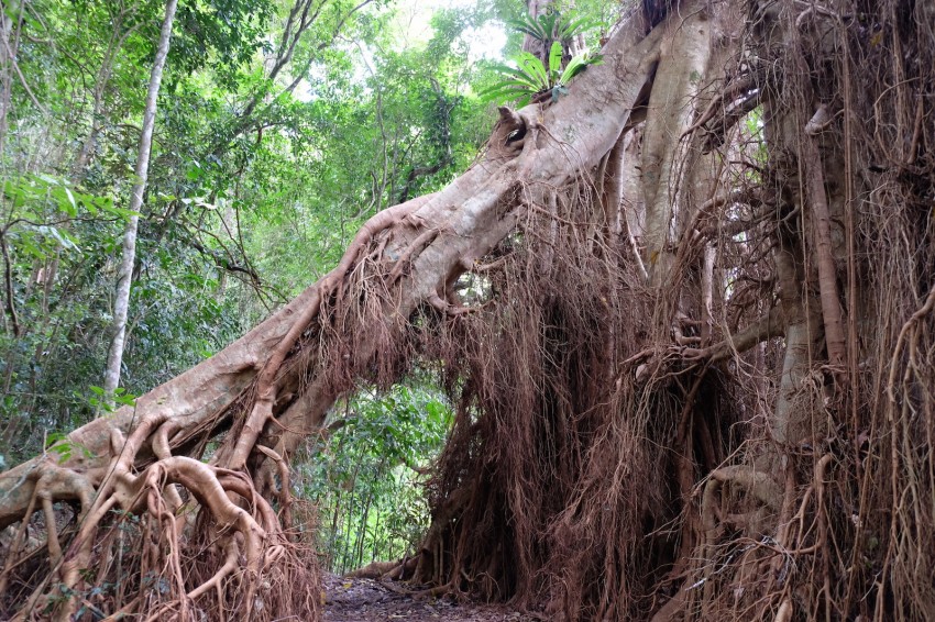 australie-queensland-atherton-tablelands-lake-eacham