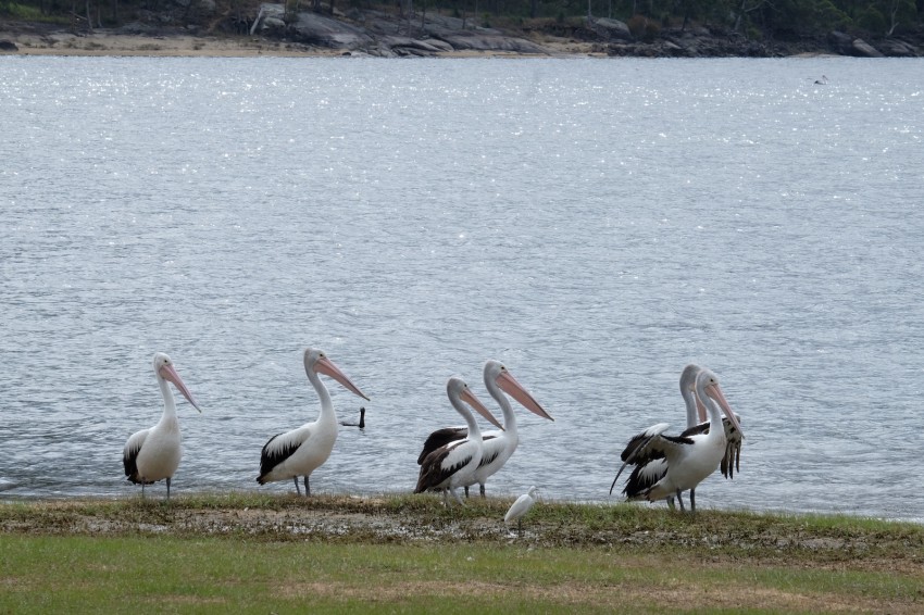 australie-queensland-atherton-tablelands-pelican