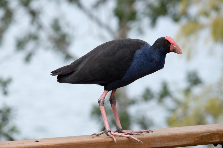 australie-queensland-atherton-tablelands-purple-swamphen