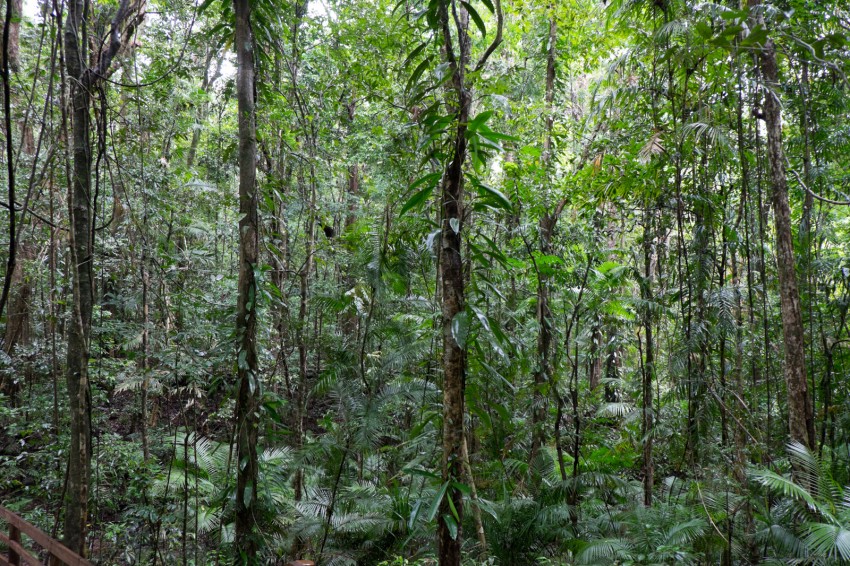 australie-queensland-daintree-rainforest-jindalba-1