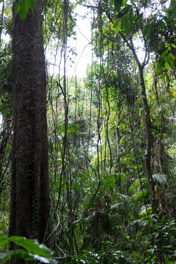 australie-queensland-daintree-rainforest-jindalba-10
