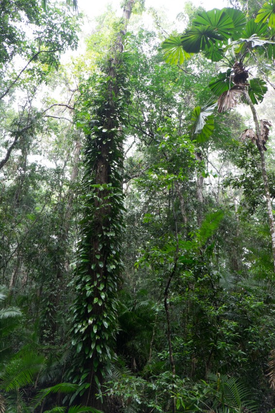 australie-queensland-daintree-rainforest-jindalba-2