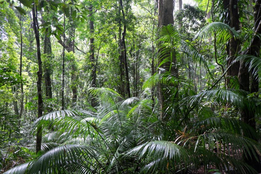 australie-queensland-daintree-rainforest-jindalba-3
