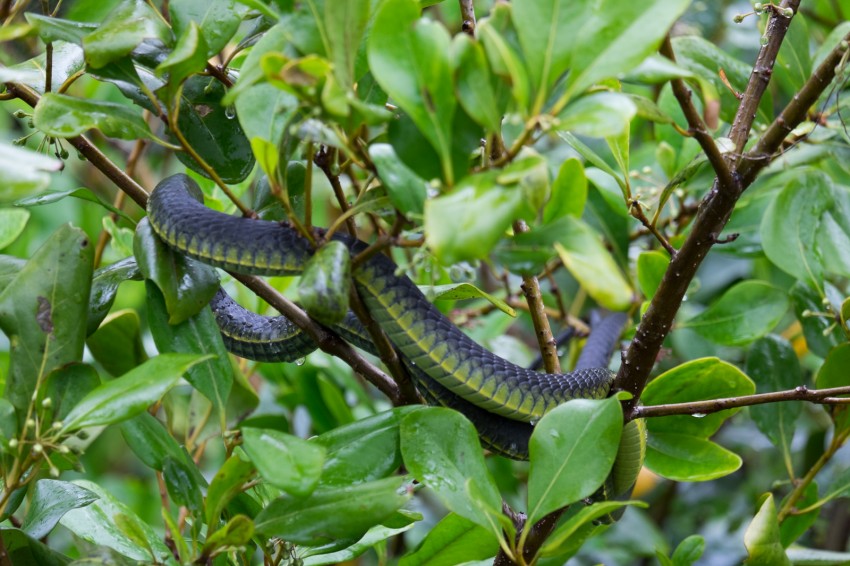 australie-queensland-daintree-river-cruise-green-tree-snake