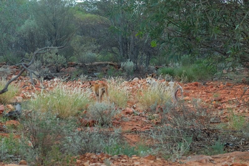 australie-red-center-dingo