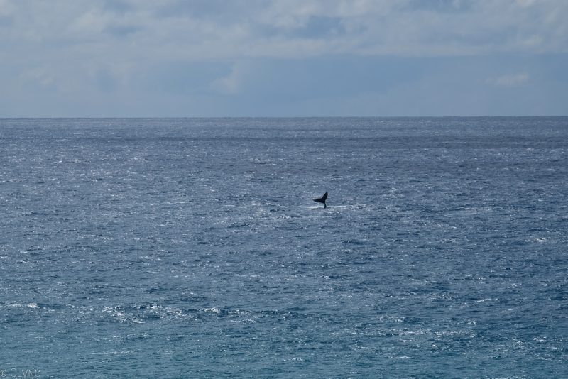 australie-fraser-island-baleine