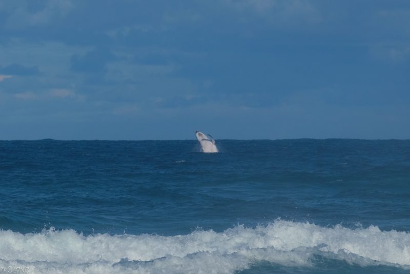 australie-fraser-island-baleine